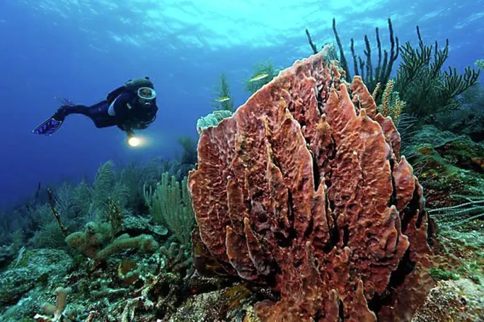 Framed Print : Female diver with a lamp looking at a Barrel Sponge (Xestospongia muta) in a coral reef