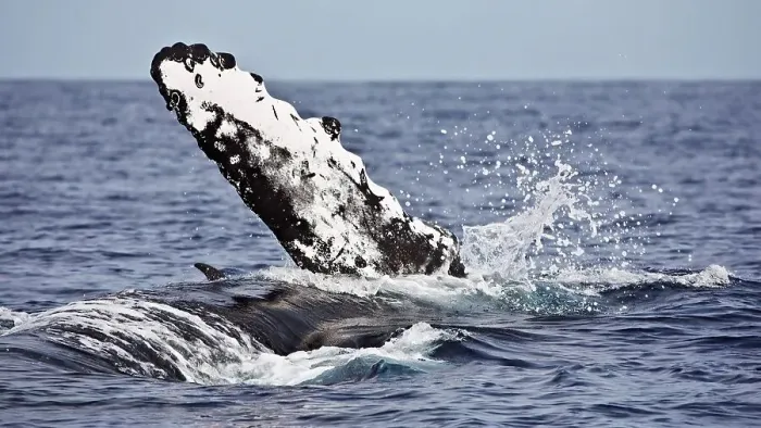 Framed Print : A female humpback whale spins onto her belly while the dorsal fin of a spinner dolphin sneaks in the background