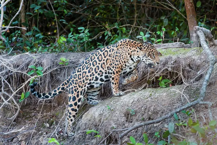 Framed Print : Female Jaguar (Panthera onca palustris) walking along the bank of the Cuiaba River Framed Print : Female Jaguar (Panthera onca palustris) walking along the bank of the Cuiaba River