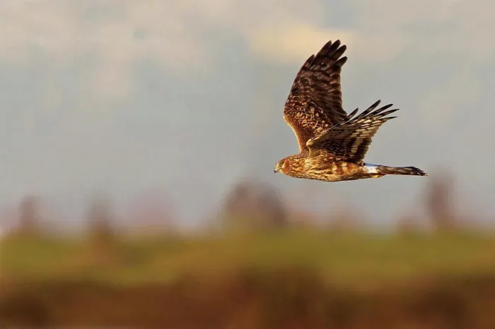 Framed Print : Female Northern harrier (Circus cyaneus) in flight with a multilayered sky and land background Framed Print : Female Northern harrier (Circus cyaneus) in flight with a multilayered sky and land background