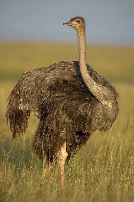 Framed Print : Female Ostrich or Common Ostrich (Struthio camelus) in tall grassland Framed Print : Female Ostrich or Common Ostrich (Struthio camelus) in tall grassland