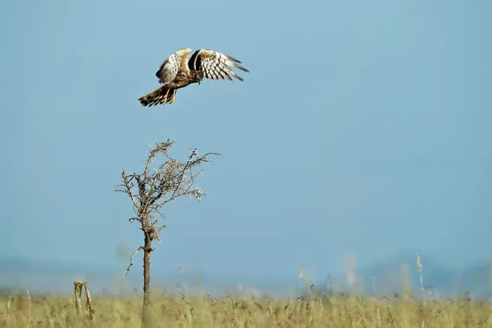 Framed Print : Female Pallid harrier (Circus macrourus) flying over long grass, Seronera Valley, Serengeti National Park, Tanzania Framed Print : Female Pallid harrier (Circus macrourus) flying over long grass, Seronera Valley, Serengeti National Park, Tanzania