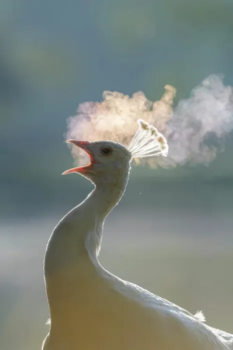 Framed Print : Female peacock (peahen) calling, early morning, Kent, England, United Kingdom, Europe