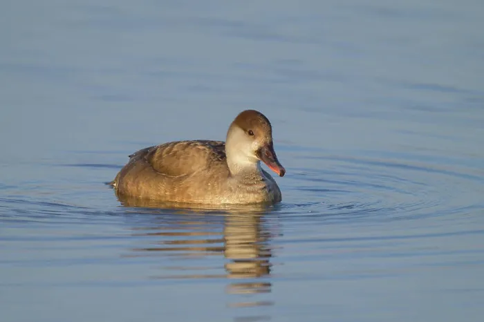 Framed Print : A female red crested Pochard swimming in the water, sunny morning in springtime, Austria Kirchdorf am Inn Austria