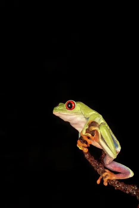 Framed Print : Female Red-Eyed Tree frog (Agalychnis callidryas) isolated on black background Framed Print : Female Red-Eyed Tree frog (Agalychnis callidryas) isolated on black background