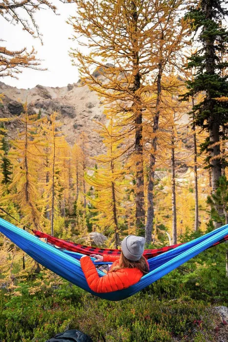 Framed Print : Female relaxing in a hammock in a forest of larches during autumn Framed Print : Female relaxing in a hammock in a forest of larches during autumn