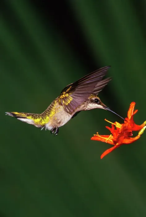 Framed Print : Female Ruby-Throated Hummingbird (Archilochus colubris) feeding on flower nectar