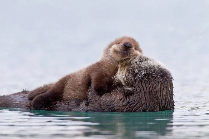 Framed Print : Female Sea otter with newborn pup riding on her stomach, Prince William Sound, Southcentral Alaska, Winter Framed Print : Female Sea otter with newborn pup riding on her stomach, Prince William Sound, Southcentral Alaska, Winter