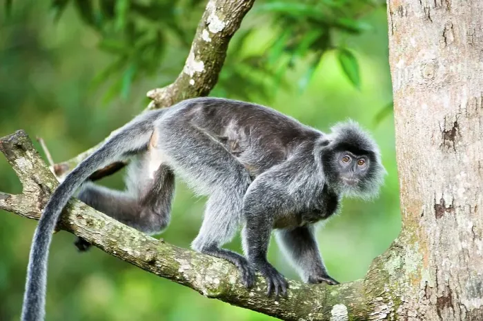 Framed Print : Female Silvered langur (Presbytis cristata) carrying its young Framed Print : Female Silvered langur (Presbytis cristata) carrying its young