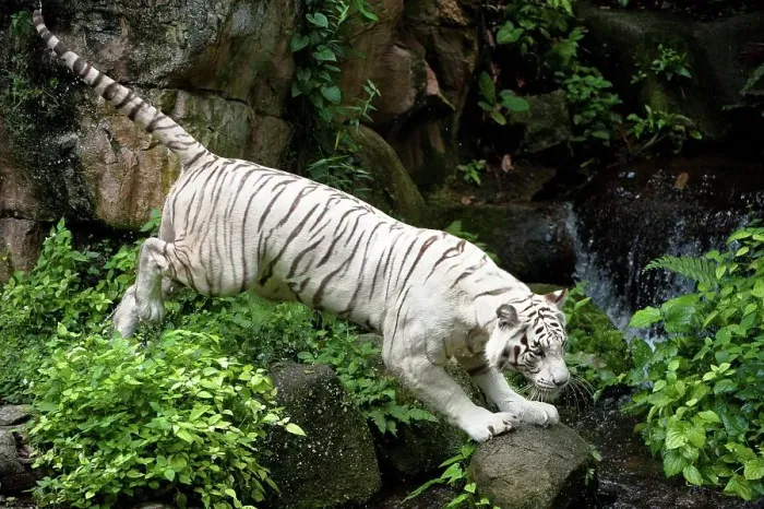 Framed Print : Female White tiger (Panthera tigris tigris) in captivity at Singapore Zoo Framed Print : Female White tiger (Panthera tigris tigris) in captivity at Singapore Zoo