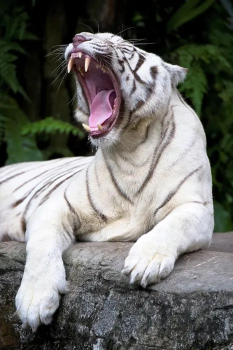 Framed Print : Female White tiger (Panthera tigris tigris) photographed in captivity at Singapore Zoo, Singapore