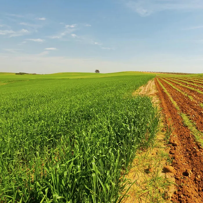 Framed Print : Field in Israel Green Field in Israel at Spring Copyright: xZoonar.com / gkunax 9342654 Framed Print : Field in Israel Green Field in Israel at Spring Copyright: xZoonar.com / gkunax 9342654