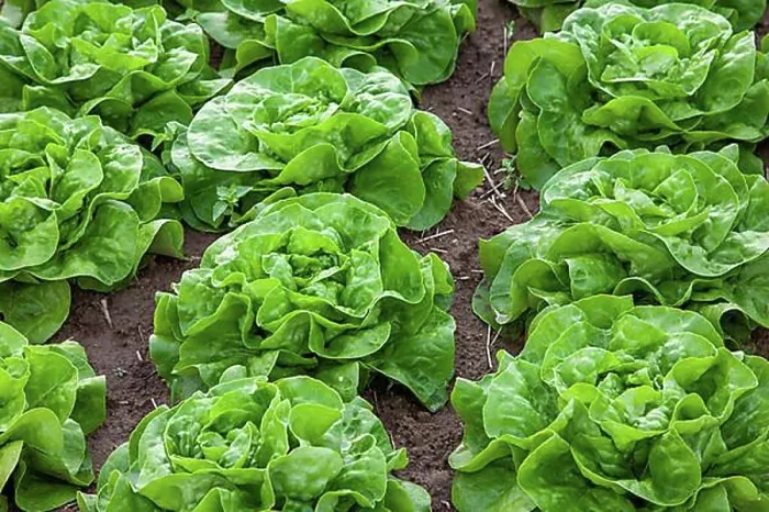 Framed Print : Field with lettuce heads