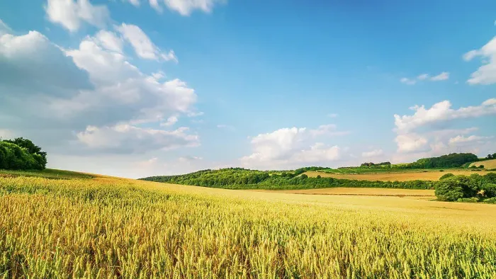 Framed Print : Fields of maize run down to the valley bottom in the Chiltern Hills Framed Print : Fields of maize run down to the valley bottom in the Chiltern Hills