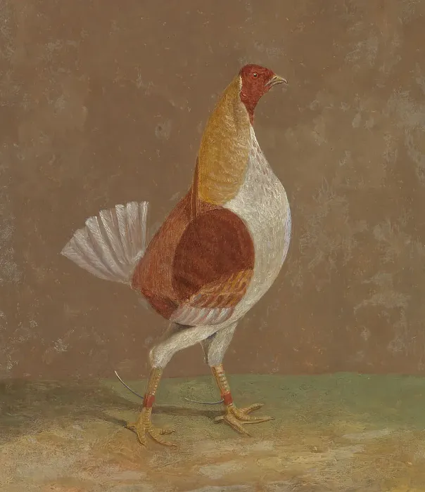 Framed Print : Fighting Cocks Pale-Breasted Fighting Cock Facing Rght Framed Print : Fighting Cocks Pale-Breasted Fighting Cock Facing Rght
