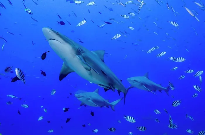Framed Print : Fiji. Close-up of bull sharks