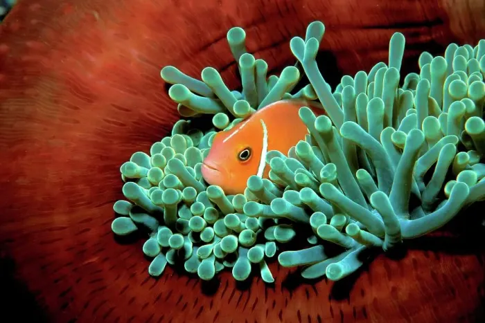 Framed Print : Fiji, Pink anemonefish (Amphiprion perideraion) in Pacific Ocean