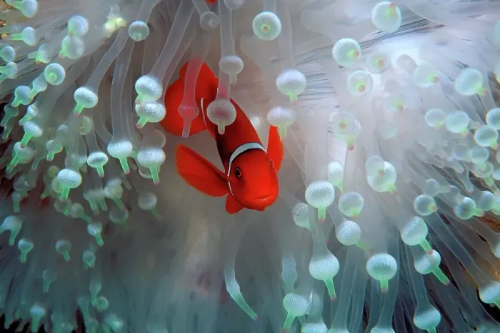 Framed Print : Fiji, Spine-cheek anemonefish (Premnas biaculeatus) among coral in Pacific Ocean Framed Print : Fiji, Spine-cheek anemonefish (Premnas biaculeatus) among coral in Pacific Ocean