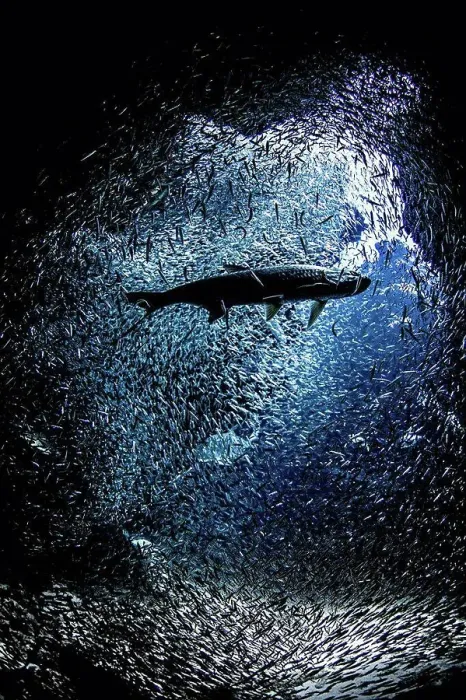 Framed Print : Fish near mouth of underwater cave Framed Print : Fish near mouth of underwater cave