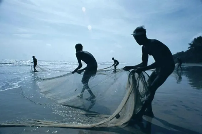 Framed Print : Fishermen pulling in fishing nets, Negombo Beach, Negombo, Sri Lanka Framed Print : Fishermen pulling in fishing nets, Negombo Beach, Negombo, Sri Lanka