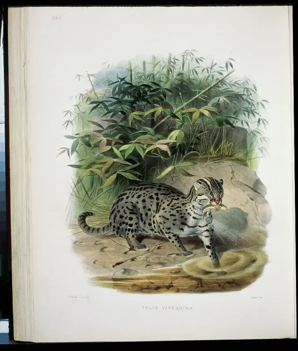 Framed Print : The Fishing Cat (Felis Viverrina) 1883 Daniel Giraud Elliot (1835-1915 American) Monograph Academy of Natural Sciences Framed Print : The Fishing Cat (Felis Viverrina) 1883 Daniel Giraud Elliot (1835-1915 American) Monograph Academy of Natural Sciences