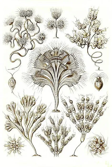 Framed Print : Flagellata, flagellates or flagellate are a group of unicellular Framed Print : Flagellata, flagellates or flagellate are a group of unicellular