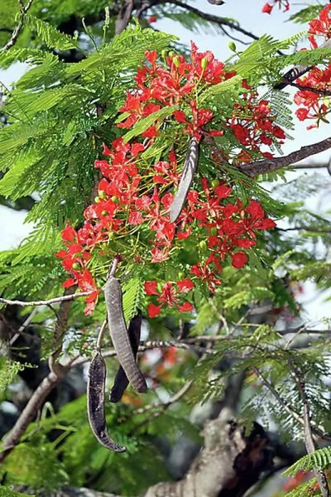 Framed Print : Flamboyant with fruits and blossoms (Poinciana regia), Royal Poinciana (Delonix regia), Caesalpiniaceae Framed Print : Flamboyant with fruits and blossoms (Poinciana regia), Royal Poinciana (Delonix regia), Caesalpiniaceae