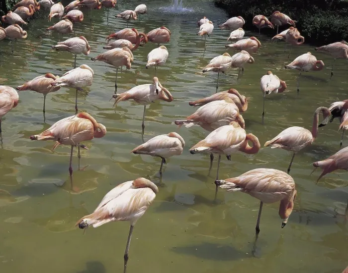 Framed Print : Flamingos Everglades National Park Florida USA