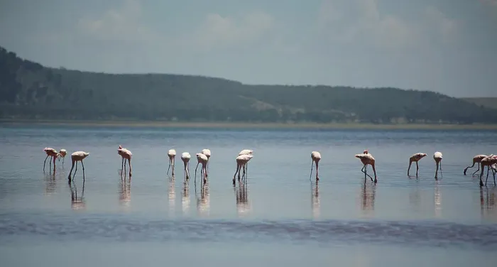 Framed Print : Flamingos on Lake Nakuru Kenya Africa Framed Print : Flamingos on Lake Nakuru Kenya Africa