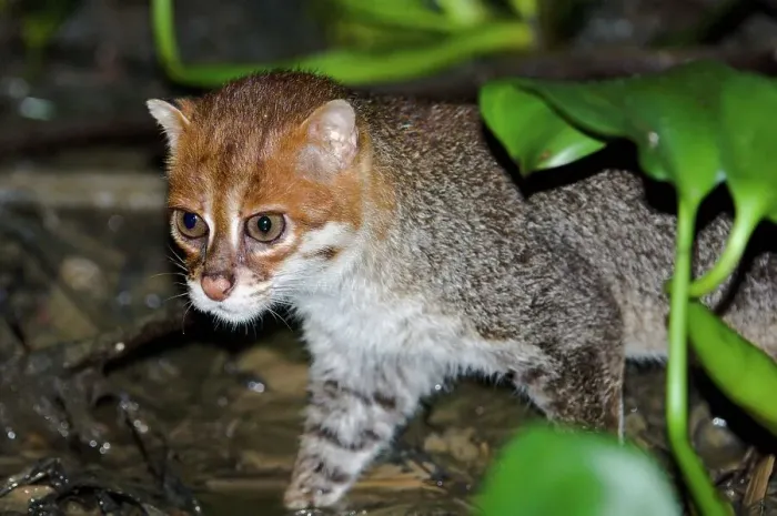 Framed Print : Flat-Headed cat (Felis planiceps) hunting frogs in the river margins at night Framed Print : Flat-Headed cat (Felis planiceps) hunting frogs in the river margins at night