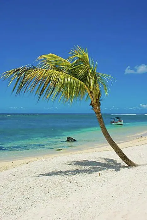 Framed Print : Flic en Flac beach, with palm tree and boat, Mauritius, Africa Framed Print : Flic en Flac beach, with palm tree and boat, Mauritius, Africa
