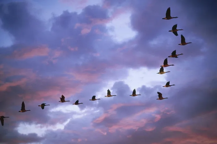 Framed Print : Flock of Canada Geese flying Framed Print : Flock of Canada Geese flying
