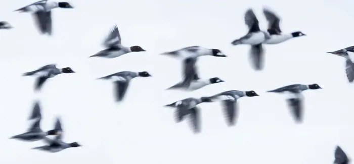 Framed Print : A flock of Common Goldeneyes (Bucephala clangula) fflying along the Upper Yellowstone River