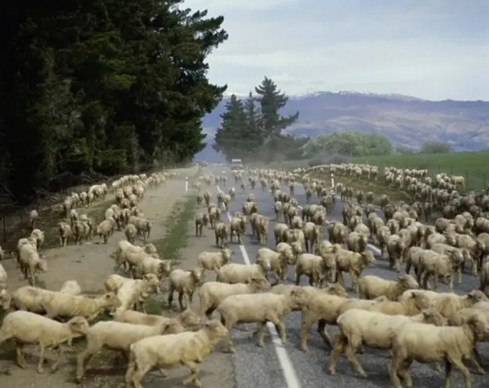 Framed Print : Flock of sheep walking on a road, South Island, New Zealand