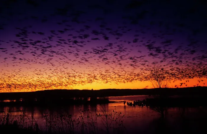 Framed Print : Flock of Snow geese (Chen caerulescens) flying over a pond at sunset Framed Print : Flock of Snow geese (Chen caerulescens) flying over a pond at sunset