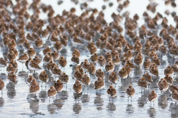 Framed Print : Flock of Western Sandpipers (Calidris mauri) resting on a mudflat Framed Print : Flock of Western Sandpipers (Calidris mauri) resting on a mudflat