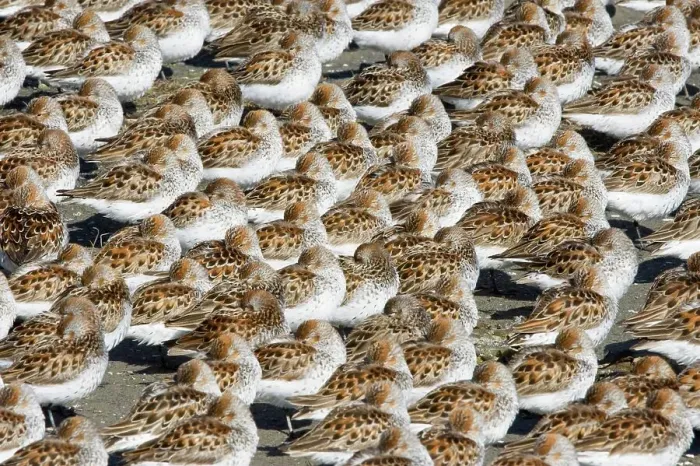 Framed Print : Flock of Western Sandpipers (Calidris mauri) resting on a mudflat