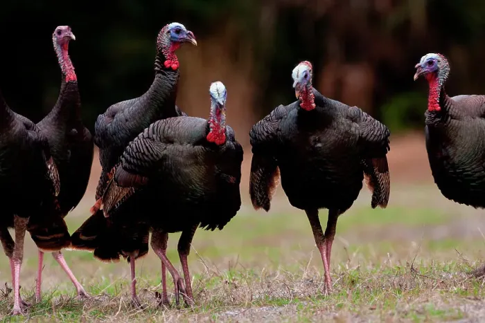 Framed Print : Florida Wild turkeys (Meleagris gallopavo osceola) in a field Framed Print : Florida Wild turkeys (Meleagris gallopavo osceola) in a field