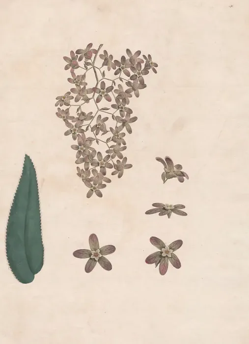 Framed Print : Flower Banskia Abissinica 1789 James Heath 1757-1834 Framed Print : Flower Banskia Abissinica 1789 James Heath 1757-1834