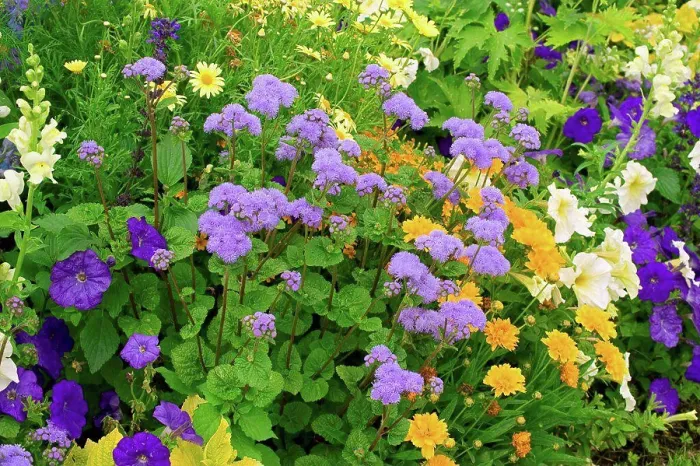 Framed Print : Flower massif of summer annuals in a garden Framed Print : Flower massif of summer annuals in a garden