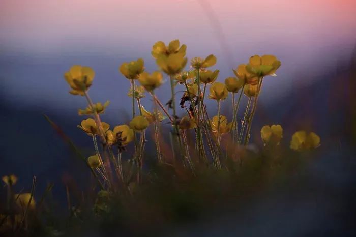 Framed Print : Flowering buttercup in the alps at sunset, close-up, ranunculus Framed Print : Flowering buttercup in the alps at sunset, close-up, ranunculus