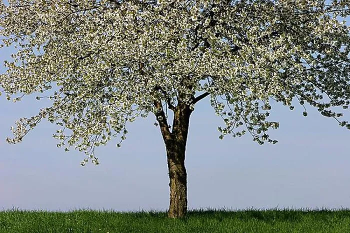 Framed Print : Flowering cherry tree Framed Print : Flowering cherry tree