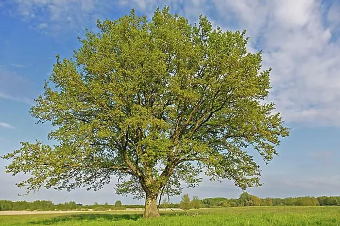 Framed Print : Flowering English oak in a meadow in spring in the valley of the Trebel
