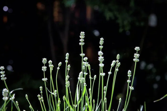 Framed Print : Flowering lavender, Close-up, Lavandula angustifolia Framed Print : Flowering lavender, Close-up, Lavandula angustifolia