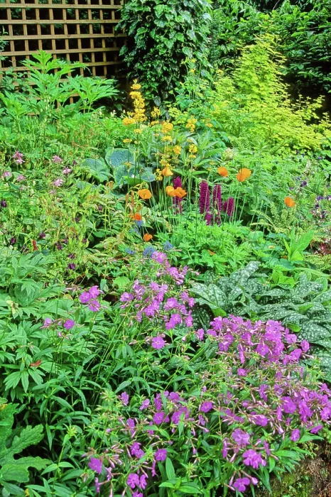 Framed Print : Flowering Perennial Spring Massif with Phlox (Phlox sp), Columbine (Aquilegia sp), Lungwort (Pulmonaria sp) Framed Print : Flowering Perennial Spring Massif with Phlox (Phlox sp), Columbine (Aquilegia sp), Lungwort (Pulmonaria sp)