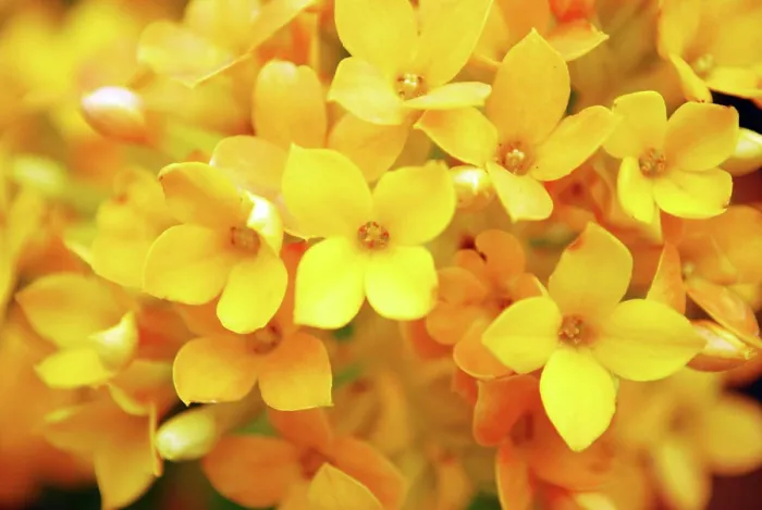 Framed Print : Flowers Close-up image with yellow flowers close-up good for background Copyright: xZoonar