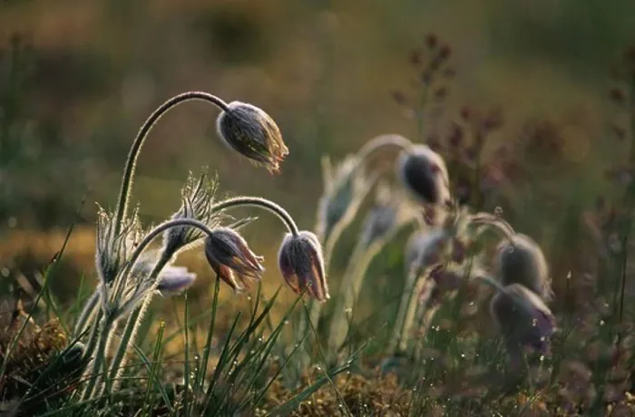 Framed Print : Flowers in field, close-up Framed Print : Flowers in field, close-up