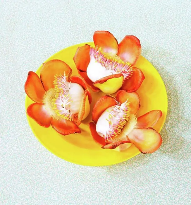 Framed Print : Flowers on a plate, Myanmar Framed Print : Flowers on a plate, Myanmar