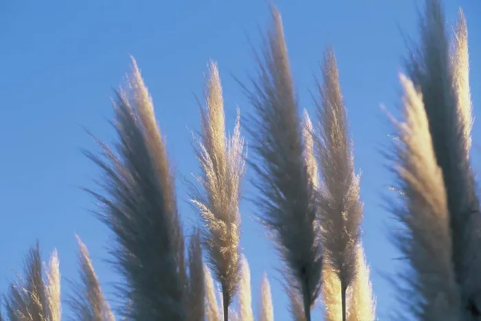 Framed Print : Fluffy toi toi heads against blue sky
