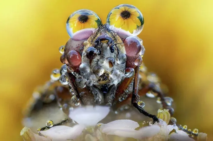 Framed Print : Fly with dew drops on its eyes and yellow flowers reflected Framed Print : Fly with dew drops on its eyes and yellow flowers reflected